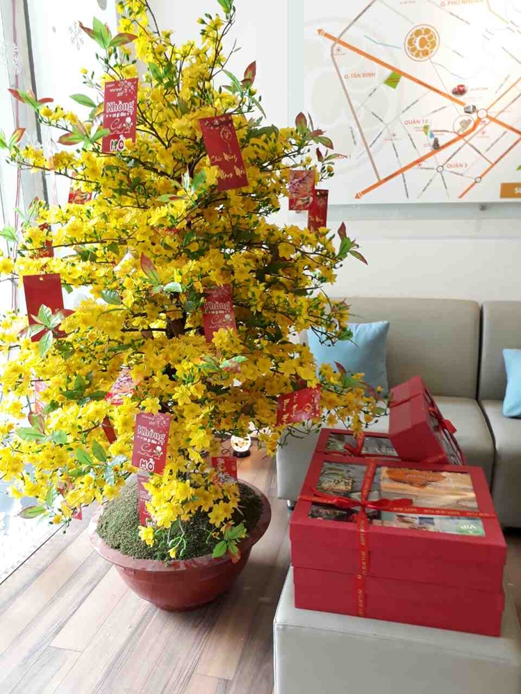 Cây mai Lộc Vàng