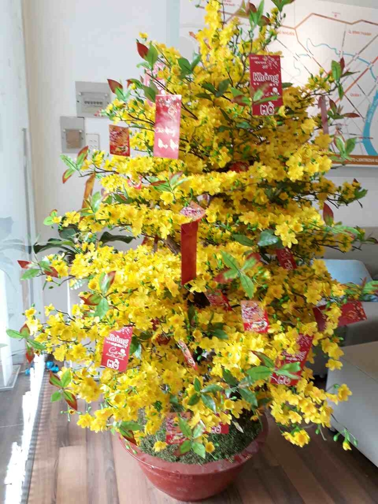 Cây mai Lộc Vàng